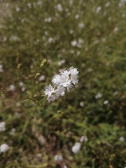 Boerhavia xantii