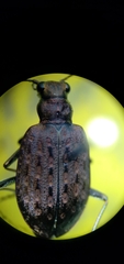 Opisthius richardsoni