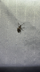 Cyphicerini