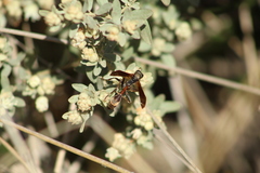 Mischocyttarus drewseni