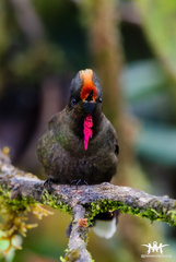 Chalcostigma herrani