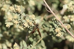 Mischocyttarus drewseni