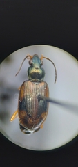 Bembidion corgenoma
