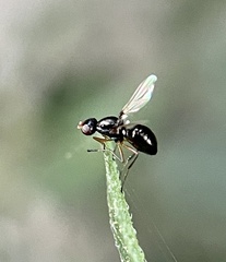 Sepsidae