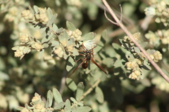 Mischocyttarus drewseni