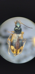 Bembidion corgenoma