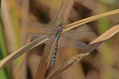 Rhionaeschna absoluta