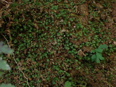 Fissidens bryoides