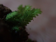 Fissidens bryoides