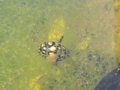 Thermonectus marmoratus