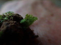 Fissidens bryoides