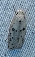 Scythropiodes issikii