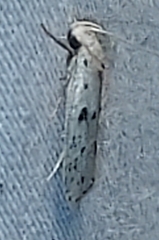 Scythropiodes issikii