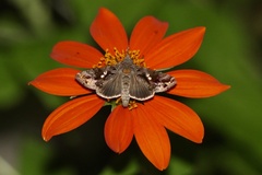 Chrysodeixis