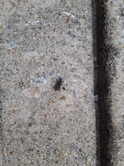 Sphenophorus inaequalis