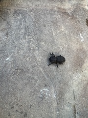 Phloeodes diabolicus