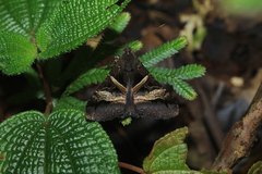 Melipotis fasciolaris
