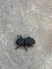 Phloeodes diabolicus