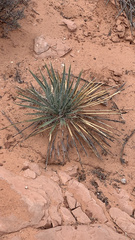 Yucca angustissima