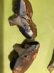 Cyanoboletus pulverulentus