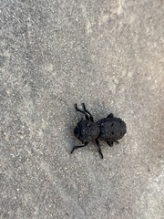 Phloeodes diabolicus