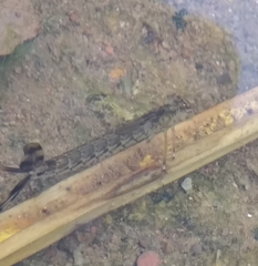 Lestidae