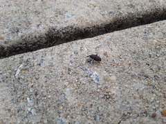 Sphenophorus inaequalis