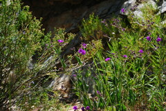 Mirabilis ovata