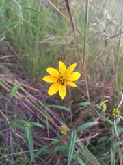 Helianthus porteri