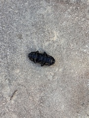 Phloeodes diabolicus