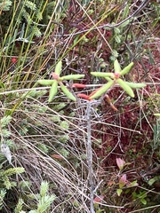 Rhododendron groenlandicum