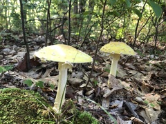 Amanita
