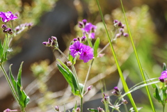 Mirabilis ovata