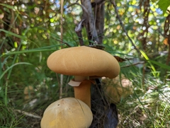 Cystoderma aureum
