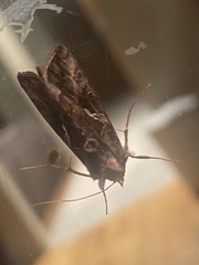 Autographa