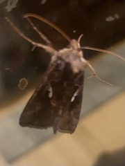 Autographa