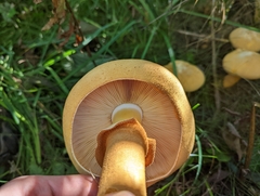 Cystoderma aureum