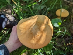 Cystoderma aureum