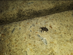 Sphenophorus inaequalis