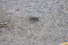 Cicindela duodecimguttata