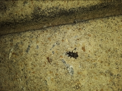 Sphenophorus inaequalis