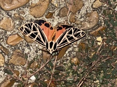 Apantesis parthenice