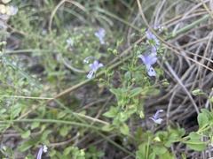 Trichostema nesophilum