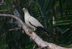 Ducula spilorrhoa