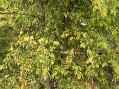 Ulmus thomasii