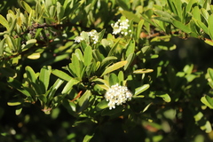 Pyracantha angustifolia