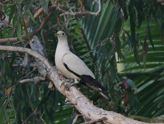 Ducula spilorrhoa