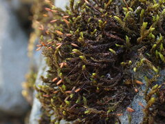 Racomitrium aciculare