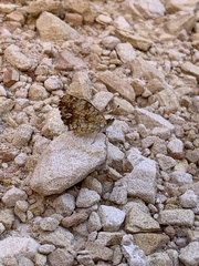 Phyciodes graphica