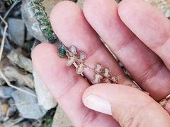 Astrolepis cochisensis